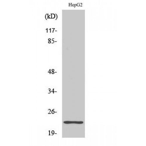 RPS9 /  Ribosomal Protein S9 Antibody - Western blot of Ribosomal Protein S9 antibody