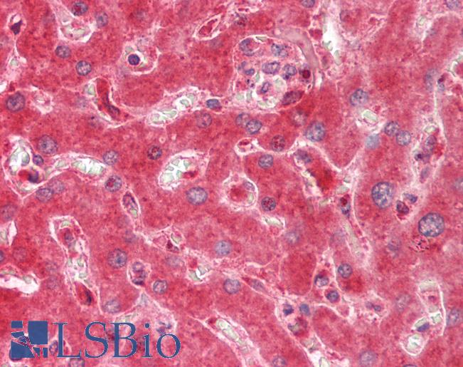 RPS9 /  Ribosomal Protein S9 Antibody - Human Liver: Formalin-Fixed, Paraffin-Embedded (FFPE).  This image was taken for the unconjugated form of this product. Other forms have not been tested.