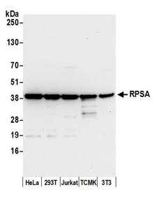 RPSA / Laminin Receptor Antibody - Detection of human and mouse RPSA by western blot. Samples: Whole cell lysate (50 µg) from HeLa, HEK293T, Jurkat, mouse TCMK-1, and mouse NIH 3T3 cells prepared using NETN lysis buffer. Antibody: Affinity purified rabbit anti-RPSA antibody used for WB at 0.1 µg/ml. Detection: Chemiluminescence with an exposure time of 10 seconds.