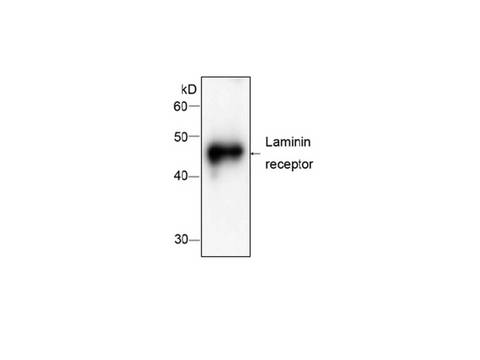 RPSA / Laminin Receptor Antibody