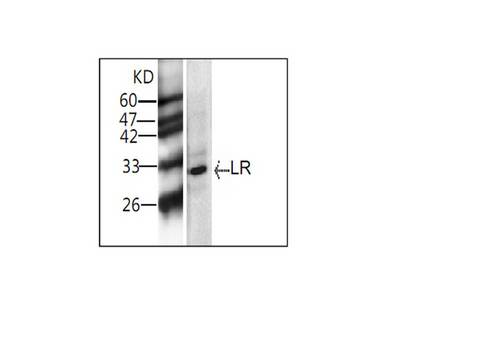 RPSA / Laminin Receptor Antibody