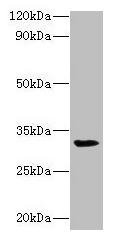 RPSA / Laminin Receptor Antibody - Western blot All lanes: 40S ribosomal protein SA antibody at 2µg/ml + Mouse small intestineSecondary Goat polyclonal to rabbit lgG at 1/15000 dilution Predicted band size: 33 kDa Observed band size: 33 kDa