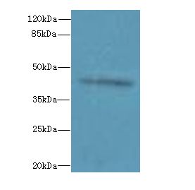 RPUSD4 Antibody - Western blot. All lanes: RPUSD4 antibody at 0.5 ug/ml+ MCF7 whole cell lysate Goat polyclonal to rabbit at 1:10000 dilution. Predicted band size: 42 kDa. Observed band size: 42 kDa.