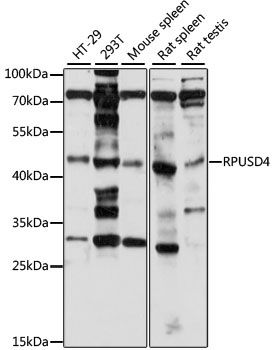 RPUSD4 Antibody - Western blot analysis of extracts of various cell lines, using RPUSD4 antibody at 1:1000 dilution. The secondary antibody used was an HRP Goat Anti-Rabbit IgG (H+L) at 1:10000 dilution. Lysates were loaded 25ug per lane and 3% nonfat dry milk in TBST was used for blocking. An ECL Kit was used for detection and the exposure time was 90S.