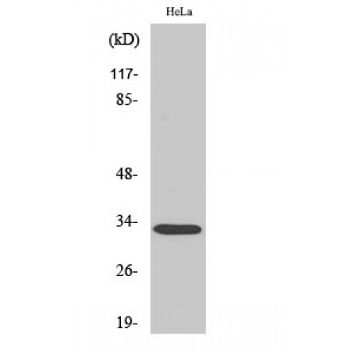 RRAD Antibody - Western blot of Rad GTPase antibody