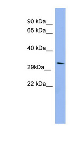 RRAD Antibody - RRAD antibody western blot of HepG2 cell lysate.  This image was taken for the unconjugated form of this product. Other forms have not been tested.