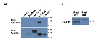 RRAD Antibody - RRAD antibody a): (0.5 ug/ml) staining of HEK293 lysates overexpressing several HA-tagged Mouse GTPases, including Rrad (10 ug protein in RIPA buffer)  and compared with an HA-specific antibody. B): (0.5 ug/ml) staining of WT and KO lysates of Mouse Heart (100 ug protein in RIPA buffer). Primary incubation was 1 hour. Detected by chemiluminescence.