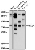 RRAGA Antibody - Western blot analysis of extracts of various cell lines, using RRAGA antibody at 1:1000 dilution. The secondary antibody used was an HRP Goat Anti-Rabbit IgG (H+L) at 1:10000 dilution. Lysates were loaded 25ug per lane and 3% nonfat dry milk in TBST was used for blocking. An ECL Kit was used for detection and the exposure time was 30s.
