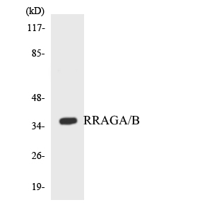 RRAGA+B Antibody - Western blot analysis of the lysates from HepG2 cells using RRAGA/B antibody.