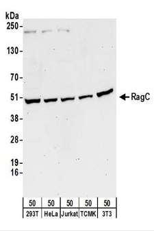 RRAGC / RAGC Antibody - Detection of Human and Mouse RagC by Western Blot. Samples: Whole cell lysate (50 ug) from 293T, HeLa, Jurkat, mouse TCMK-1, and mouse NIH3T3 cells. Antibodies: Affinity purified rabbit anti-RagC antibody used for WB at 0.1 ug/ml. Detection: Chemiluminescence with an exposure time of 3 minutes.