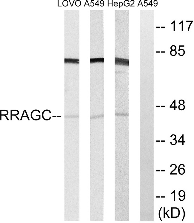 RRAGC / RAGC Antibody - Western blot analysis of lysates from HepG2, A549, and LOVO cells, using RRAGC Antibody. The lane on the right is blocked with the synthesized peptide.