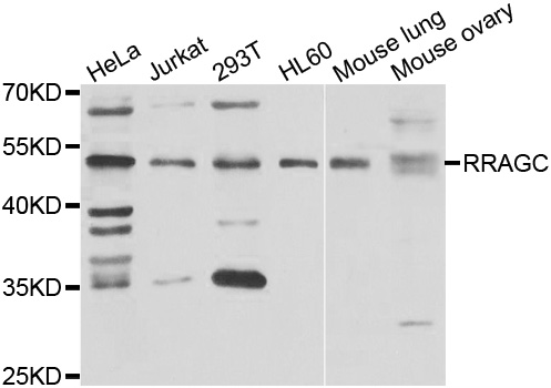 RRAGC / RAGC Antibody - Western blot analysis of extracts of various cell lines.
