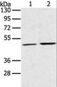 RRAGC / RAGC Antibody - Western blot analysis of K562 and NIH/3T3 cell, using RRAGC Polyclonal Antibody at dilution of 1:400.