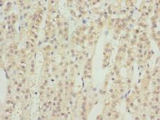 RRAGC / RAGC Antibody - Immunohistochemistry of paraffin-embedded human adrenal gland tissue at dilution 1:100