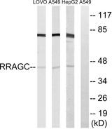 RRAGC / RAGC Antibody - Western blot analysis of extracts from LOVO cells, A549 cells and HepG2 cells, using RRAGC antibody.
