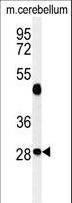 RRAGD Antibody - Western blot of RRAGD Antibody in mouse cerebellum tissue lysates (35 ug/lane). RRAGD (arrow) was detected using the purified antibody.