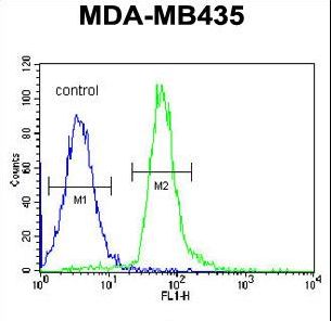 RRAGD Antibody - RRAGD Antibody flow cytometry of MDA-MB435 cells (right histogram) compared to a negative control cell (left histogram). FITC-conjugated goat-anti-rabbit secondary antibodies were used for the analysis.
