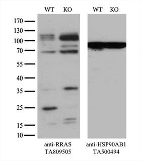 RRAS Antibody - Equivalent amounts of cell lysates  and RRAS-Knockout HeLa cells  were separated by SDS-PAGE and immunoblotted with anti-RRAS monoclonal antibody. Then the blotted membrane was stripped and reprobed with anti-HSP90 antibody as a loading control.