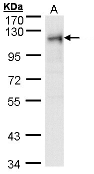RRBP1 / hES Antibody - Sample (30 ug of whole cell lysate). A: Hep G2 . 7.5% SDS PAGE. RRBP1 antibody diluted at 1:1000
