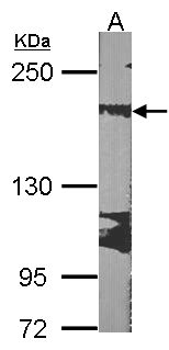 RRBP1 / hES Antibody - Sample (30 ug of whole cell lysate). A: NIH-3T3. 5% SDS PAGE. RRBP1 antibody diluted at 1:1000.