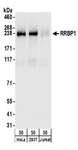 RRBP1 / hES Antibody - Detection of Human RRBP1 by Western Blot. Samples: Whole cell lysate (50 ug) from HeLa, 293T, and Jurkat cells. Antibodies: Affinity purified rabbit anti-RRBP1 antibody used for WB at 0.1 ug/ml. Detection: Chemiluminescence with an exposure time of 10 seconds.