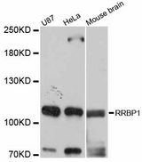 RRBP1 / hES Antibody - Western blot analysis of extracts of various cell lines, using RRBP1 antibody at 1:3000 dilution. The secondary antibody used was an HRP Goat Anti-Rabbit IgG (H+L) at 1:10000 dilution. Lysates were loaded 25ug per lane and 3% nonfat dry milk in TBST was used for blocking. An ECL Kit was used for detection and the exposure time was 1s.