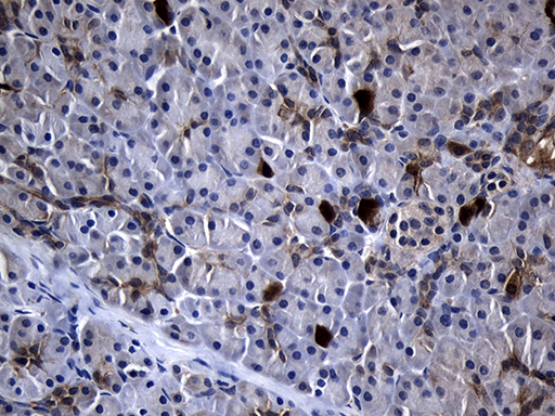 RRM2 Antibody - Immunohistochemical staining of paraffin-embedded Human pancreas tissue within the normal limits using anti-RRM2 mouse monoclonal antibody. (Heat-induced epitope retrieval by 1mM EDTA in 10mM Tris buffer. (pH8.5) at 120°C for 3 min. (1:150)
