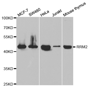 RRM2 Antibody - Western blot analysis of extracts of various cell lines, using RRM2 antibody.