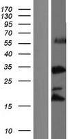 RRNAD1 / C1orf66 Protein - Western validation with an anti-DDK antibody * L: Control HEK293 lysate R: Over-expression lysate