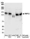 RRP12 Antibody - Detection of human and mouse RRP12 by western blot. Samples: Whole cell lysate (50 µg) from HeLa, HEK293T, Jurkat, mouse TCMK-1, and mouse NIH 3T3 cells prepared using NETN and RIPA lysis buffer. Antibodies: Affinity purified rabbit anti-RRP12 antibody used for WB at 0.1 µg/ml. Detection: Chemiluminescence with an exposure time of 10 seconds.