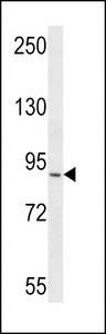 RRP1B Antibody - RRP1B Antibody western blot of CEM cell line lysates (35 ug/lane). The RRP1B antibody detected the RRP1B protein (arrow).