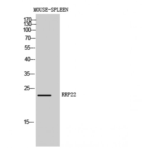 RRP22 / RASL10A Antibody - Western blot of RRP22 antibody