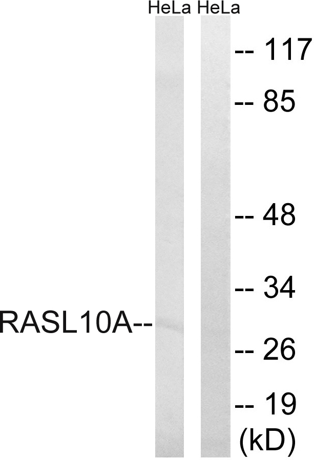 RRP22 / RASL10A Antibody - Western blot analysis of lysates from HeLa cells, using RASL10A Antibody. The lane on the right is blocked with the synthesized peptide.