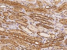 RRP36 Antibody - Immunochemical staining of human C6orf153 in human kidney with rabbit polyclonal antibody at 1:100 dilution, formalin-fixed paraffin embedded sections.