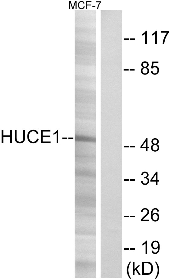 RRP8 Antibody - Western blot analysis of lysates from MCF-7 cells, using HUCE1 Antibody. The lane on the right is blocked with the synthesized peptide.