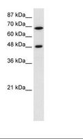 RRP9 Antibody - Jurkat Cell Lysate.  This image was taken for the unconjugated form of this product. Other forms have not been tested.