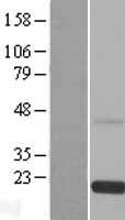 RS1 / Retinoschisin 1 Protein - Western validation with an anti-DDK antibody * L: Control HEK293 lysate R: Over-expression lysate