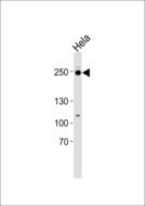RSF1 / RSF-1 Antibody - Western blot of lysate from HeLa cell line with RSF1 Antibody. Antibody was diluted at 1:1000. A goat anti-rabbit IgG H&L (HRP) at 1:5000 dilution was used as the secondary antibody. Lysate at 35 ug.