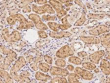 RSG1 Antibody - Immunochemical staining of human C1orf89 in human kidney with rabbit polyclonal antibody at 1:100 dilution, formalin-fixed paraffin embedded sections.