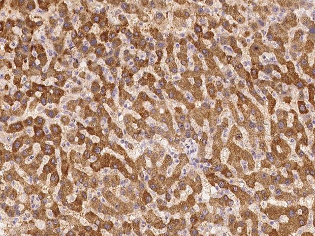 RSG1 Antibody - Immunochemical staining of human C1orf89 in human liver with rabbit polyclonal antibody at 1:100 dilution, formalin-fixed paraffin embedded sections.