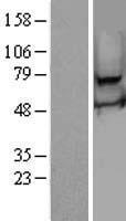 RSHL2 Protein - Western validation with an anti-DDK antibody * L: Control HEK293 lysate R: Over-expression lysate