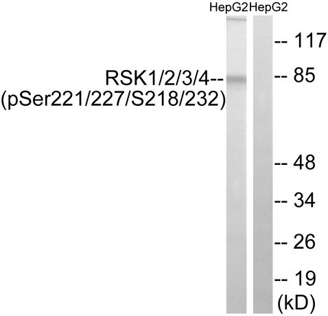 RSK1+2+3+4 Antibody - Western blot analysis of lysates from HepG2 cells treated with EGF 200ng/ml 30', using RSK1/2/3/4 (Phospho-Ser221/227/S218/232) Antibody. The lane on the right is blocked with the phospho peptide.