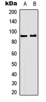 RSK1 + RSK2 + RSK3 Antibody - Western blot analysis of RSK1/2/3 (pT573/570/577) expression in HeLa (A); HepG2 (B) whole cell lysates.