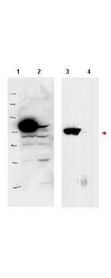 RSL1D1 Antibody - Anti-PBK1 Antibody - Western Blot. Western blot of affinity purified anti-PBK1 antibody shows detection of over-expressed PBK1 in lysates from HeLa cells transfected with Flag-PBK1. Lanes 1 and 3 contain lysate from Flag-PBK1 transfected HeLa cells. Lanes 2 and 4 contain lysate from cells transfected with null vector. Lanes 1 and 2 were blotted with anti-Flag antibody. Lanes 3 and 4 were probed with a 1:500 dilution of anti-PBK1. The band at 75 kD, indicated by the arrowhead, corresponds to PBK1. Personal communication, J. McNally and D. Stavreva, NCI, Bethesda, MD.