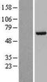 RSL1D1 Protein - Western validation with an anti-DDK antibody * L: Control HEK293 lysate R: Over-expression lysate
