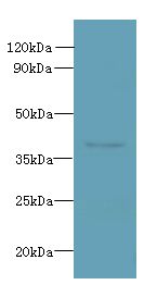 RSPH14 / RTDR1 Antibody - Western blot. All lanes: RSPH14 antibody at 8 ug/ml+ 293T whole cell lysate Goat polyclonal to rabbit at 1:10000 dilution. Predicted band size: 39 kDa. Observed band size: 39 kDa.