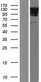 RSPH4A Protein - Western validation with an anti-DDK antibody * L: Control HEK293 lysate R: Over-expression lysate