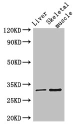 RSPH9 / C6orf206 Antibody - Western Blot Positive WB detected in:Mouse liver tissue,Mouse skeletal muscle tissue All Lanes: RSPH9 antibody at 3ug/ml Secondary Goat polyclonal to rabbit IgG at 1/50000 dilution Predicted band size: 32,35 kDa Observed band size: 32 kDa