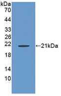 RSPO1 / RSPO Antibody - Western Blot; Sample: Recombinant RSPO1, Rat.