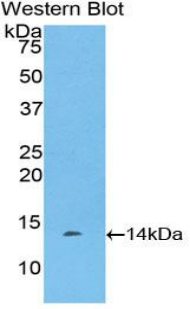 RSPO1 / RSPO Antibody - Western blot of recombinant RSPO1 / RSPO.  This image was taken for the unconjugated form of this product. Other forms have not been tested.